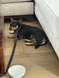 Reunited Male Dog last seen Chandler/Sunnyslope, Los Angeles, CA 91401