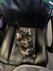 Reunited Female Cat last seen Near Pirkle Rd, Norcross, GA 30093, USA, Norcross, GA 30093