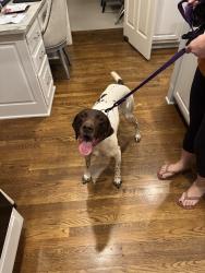 Reunited Male Dog last seen Paces Ferry/Mt Paran, Atlanta, GA 30327