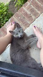 Found/Stray Female Cat last seen In apple hill acres neighborhood off taylor road, Shelby, NC 28152
