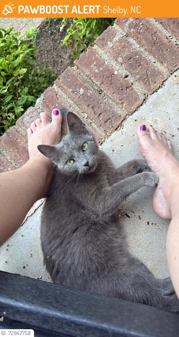 Found/Stray Female Cat last seen In apple hill acres neighborhood off taylor road, Shelby, NC 28152