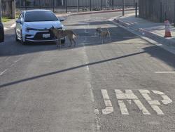 Found/Stray Unknown Dog last seen Iris ln, El Monte, CA 91731