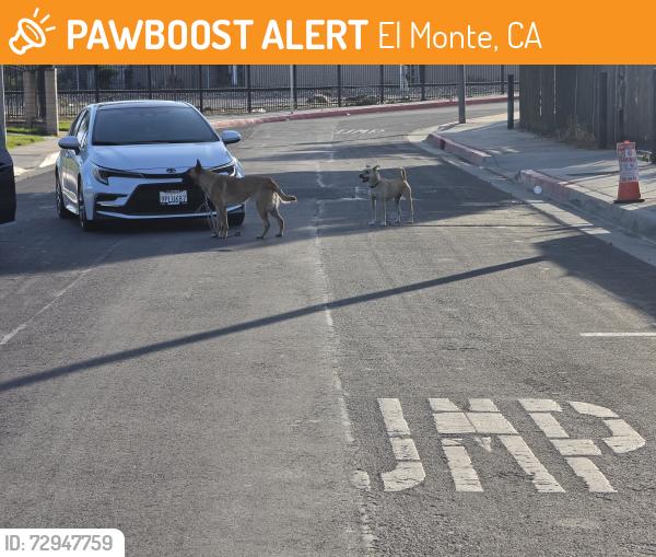 Found/Stray Unknown Dog last seen Iris ln, El Monte, CA 91731