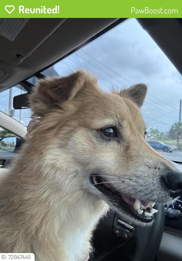 Reunited Male Dog last seen County Line Rd, Spring Hill, FL 34606