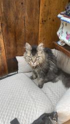 Reunited Male Cat last seen Cap, Bridgeport, CT 06604