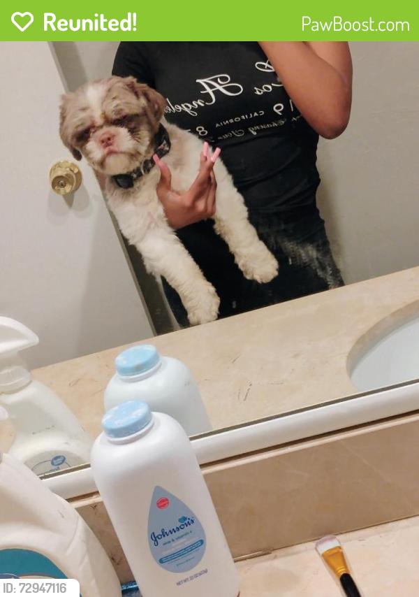 Reunited Male Dog last seen Lake side ln & knob hill, Plano, TX 75023