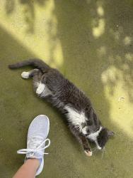 Reunited Male Cat last seen Carter School Rd, Knox County, TN 37871