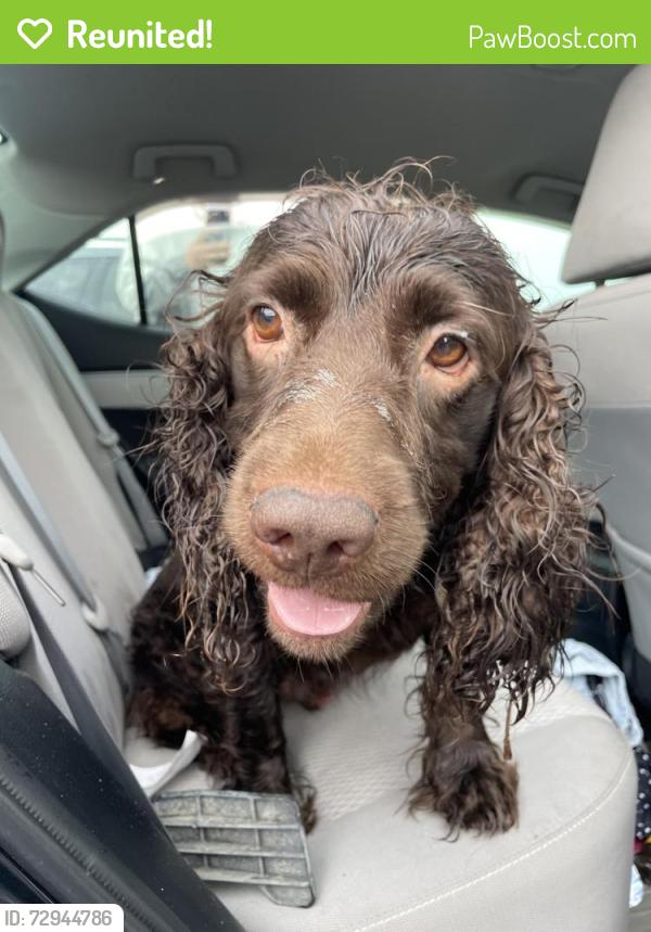 Reunited Male Dog last seen country club drive, Valdosta, GA 31605
