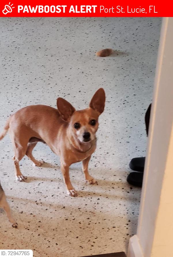 Lost Female Dog last seen Grand and Lennard, Port St. Lucie, FL 34952
