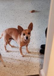 Lost Female Dog last seen Grand and Lennard, Port St. Lucie, FL 34952