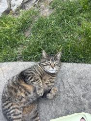 Found/Stray Unknown Cat last seen Heim rd, Getzville, NY 14068