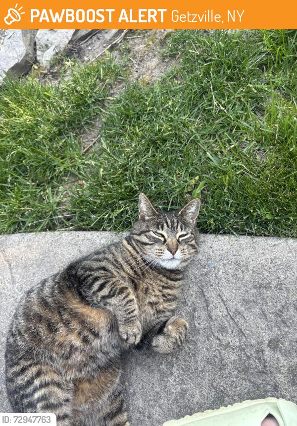 Found/Stray Unknown Cat last seen Heim rd, Getzville, NY 14068