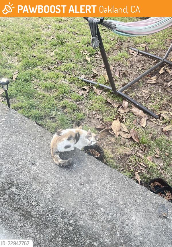 Found/Stray Unknown Cat last seen Near 35th ave and gray st, Oakland, CA 94601