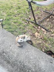 Found/Stray Unknown Cat last seen Near 35th ave and gray st, Oakland, CA 94601