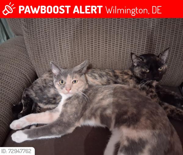 Lost Female Cat last seen Belmont , Wilmington, DE 19804