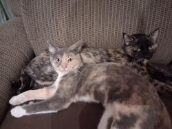 Lost Female Cat last seen Belmont , Wilmington, DE 19804