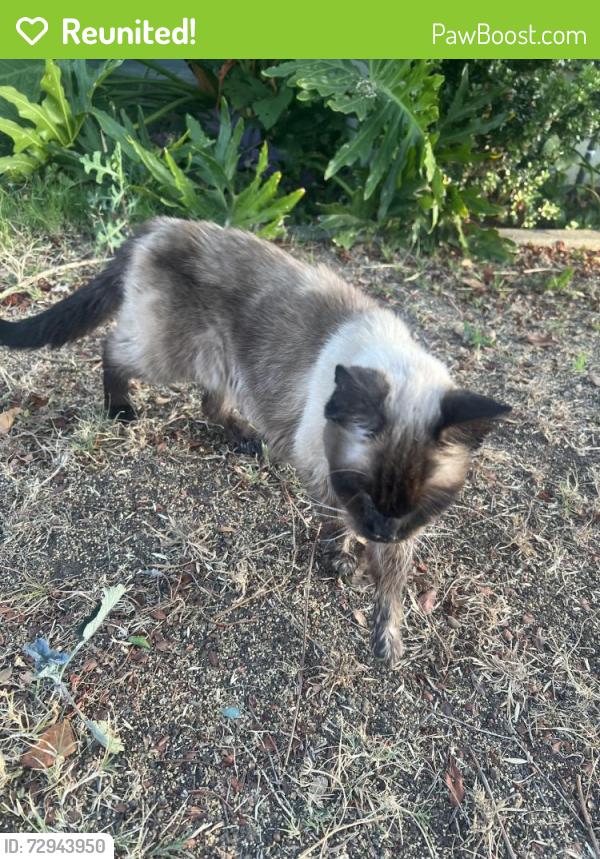 Reunited Unknown Cat last seen Brockton, Riverside, CA 92506