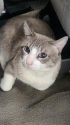 Lost Male Cat last seen 77th and C St, Houston, TX 77012