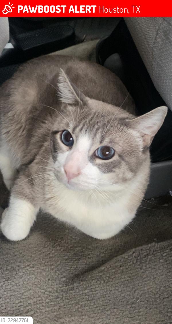 Lost Male Cat last seen 77th and C St, Houston, TX 77012