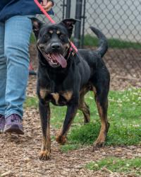 Shelter Stray Male Dog last seen North Decatur and church st Decatur, GA 30033, 30033, GA, Atlanta, GA 30341