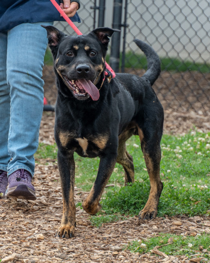 Shelter Stray Male Dog last seen North Decatur and church st Decatur, GA 30033, 30033, GA, Atlanta, GA 30341