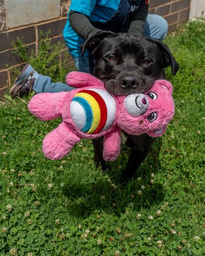 Shelter Stray Male Dog last seen Near Candler Rd H4, 30032, GA, Atlanta, GA 30341