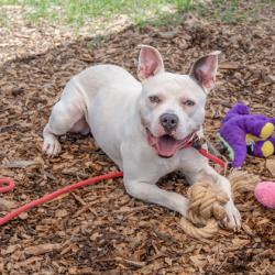 Shelter Stray Male Dog last seen Near Druid Valley Drive NE, Atlanta 30329, 30329, GA, Atlanta, GA 30341