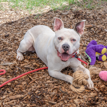 Shelter Stray Male Dog last seen Near Druid Valley Drive NE, Atlanta 30329, 30329, GA, Atlanta, GA 30341