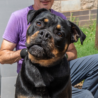 Shelter Stray Female Dog last seen Near Bouldercrest Lane SE Atlanta, 30316, 30316, GA, Atlanta, GA 30341