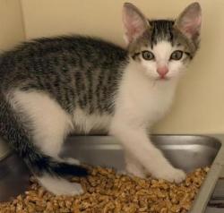 Shelter Stray Male Cat last seen Near Robinson Ave  Scottdale, GA 30079, 30079, GA, Atlanta, GA 30341