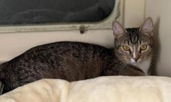Shelter Stray Female Cat last seen Near Robinson Ave  Scottdale, GA 30079, 30079, GA, Atlanta, GA 30341