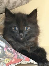 Shelter Stray Female Cat last seen Near Robins Landing Way Decatur, GA 30032, 30032, GA, Atlanta, GA 30341