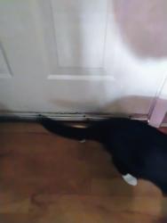Reunited Male Cat last seen Northwest Pkwy, San Antonio, TX 78230