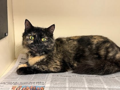 Shelter Stray Female Cat last seen Near Robins Landing Way Decatur, GA 30032, 30032, GA, Atlanta, GA 30341