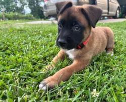 Shelter Stray Male Dog last seen Main and E 14th St, KCMO, 64106, 64106, MO, Kansas City, MO 64132