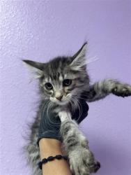 Shelter Stray Male Cat last seen El Paso, TX 79907, Fort Bliss, TX 79906