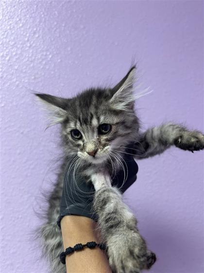 Shelter Stray Male Cat last seen El Paso, TX 79907, Fort Bliss, TX 79906