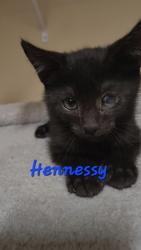 Shelter Stray Male Cat last seen Bonneau, SC 29431, North Charleston, SC 29406