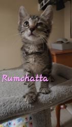 Shelter Stray Female Cat last seen Bonneau, SC 29431, North Charleston, SC 29406