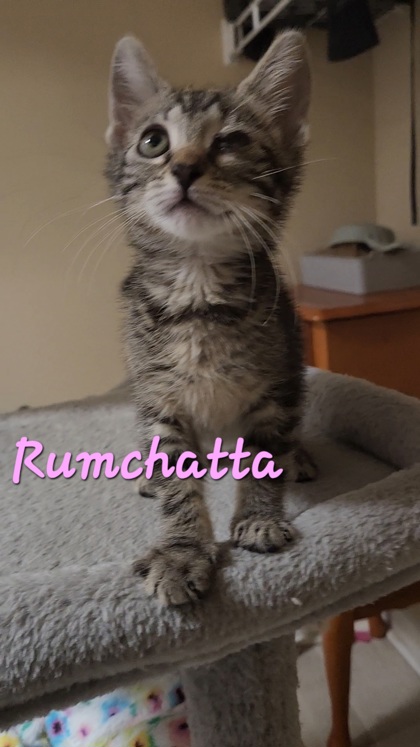 Shelter Stray Female Cat last seen Bonneau, SC 29431, North Charleston, SC 29406