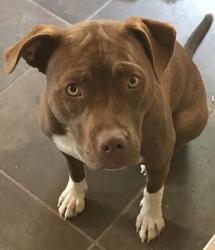 Reunited Female Dog last seen Sandia Mountain Ranch, Tijeras, NM 87059