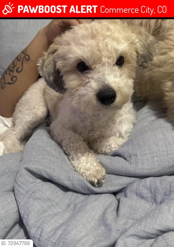 Lost Male Dog last seen Ventura ct and E 108th pl, Commerce City, CO 80022
