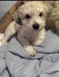 Lost Male Dog last seen Ventura ct and E 108th pl , Commerce City, CO 80022