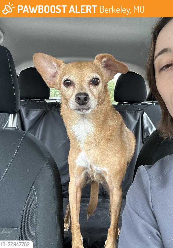 Found/Stray Female Dog last seen Airport Rd, Abston St, Berkeley, MO 63134