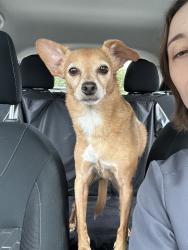 Found/Stray Female Dog last seen Airport Rd, Abston St, Berkeley, MO 63134