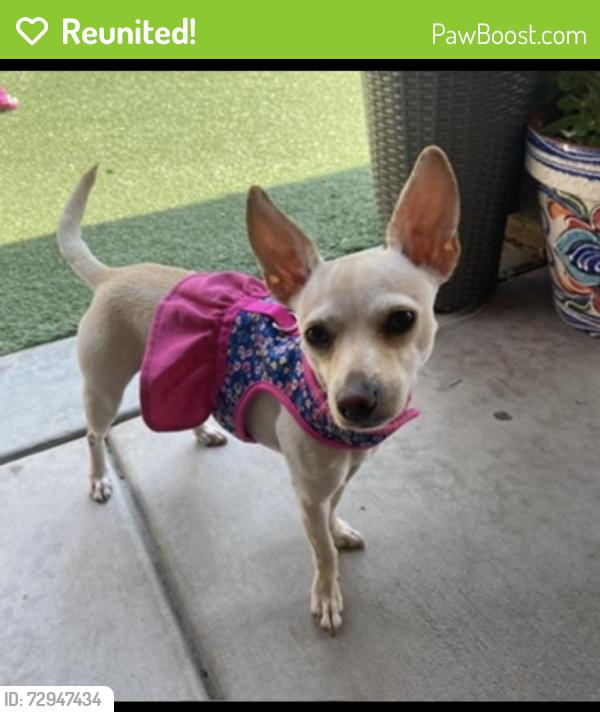 Reunited Female Dog last seen Little Lake street , Chula Vista, CA 91913