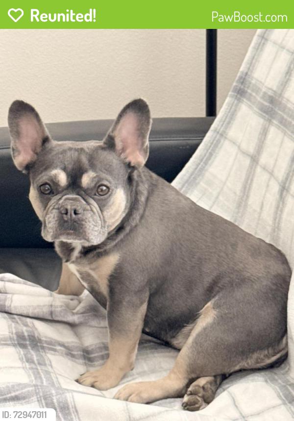 Reunited Female Dog last seen Near Calmont Ave, Fort Worth, TX 76107, USA, Fort Worth, TX 76107