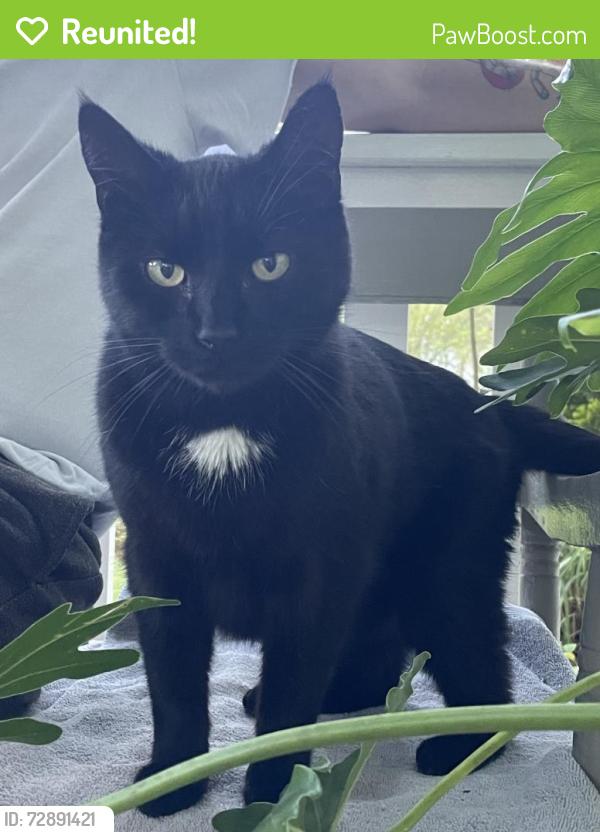 Reunited Unknown Cat last seen Patterson and Forest Ave, Henrico County, VA 23229