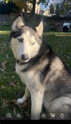 Reunited Female Dog last seen Van Cortlandt Park Ave and Park Hill Road, Yonkers, NY 10705