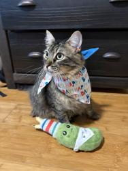 Reunited Male Cat last seen Near ne 40th st, Lighthouse Point, FL 33064